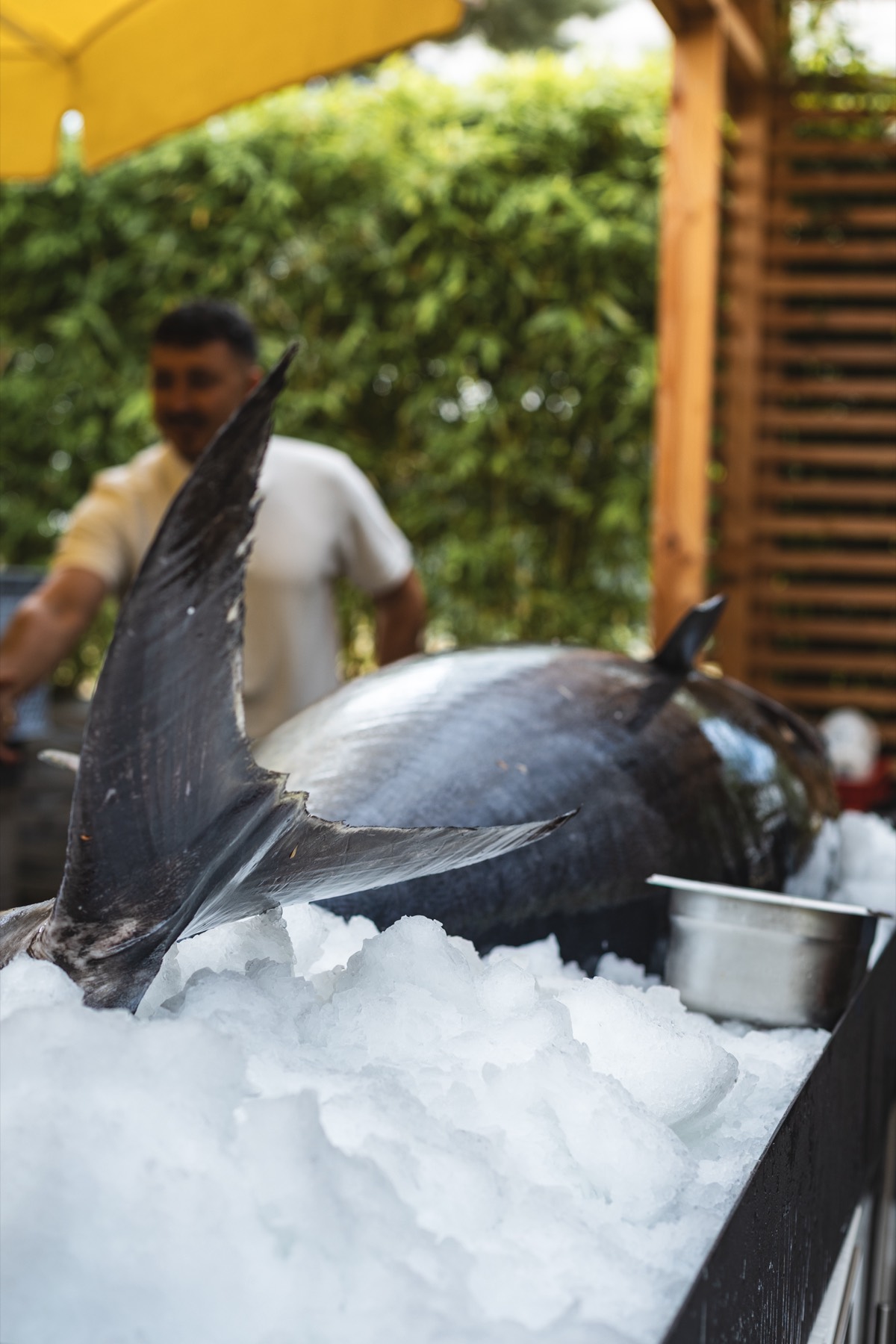 Whole bluefin tuna on ice at the NEO summer party