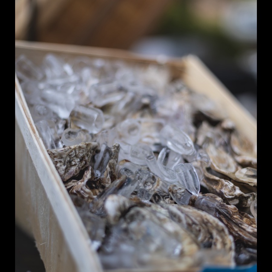Oysters on ice