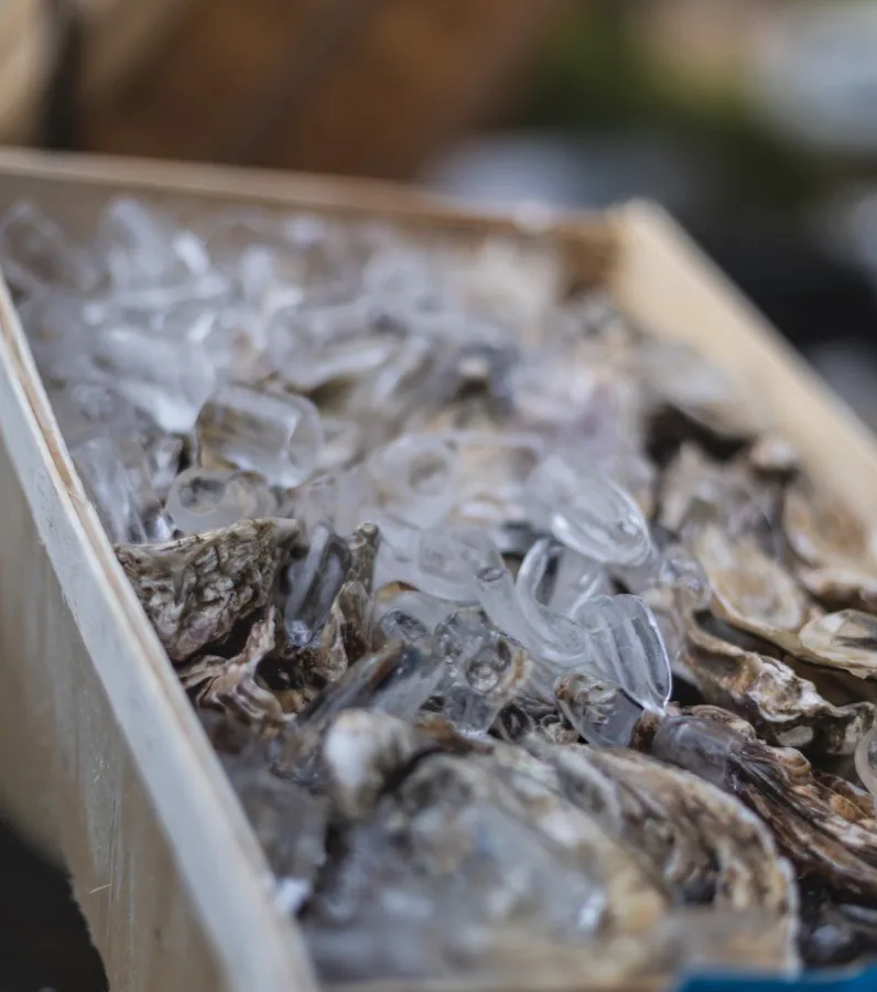 Oysters on ice